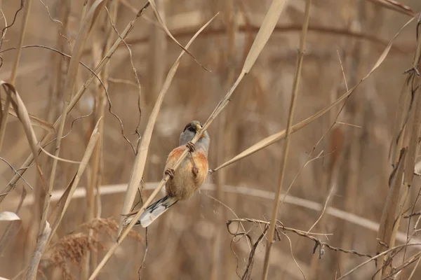 Рід Parrotbill (Paradoxornis heudei) у Китаї — стокове фото