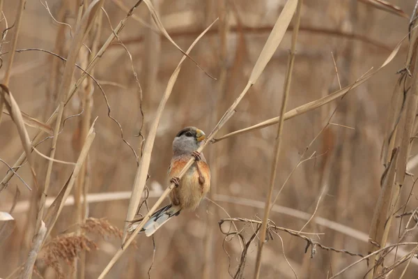 Reed Parrotbill (Paradoxornis heudei) w Chinach — Zdjęcie stockowe