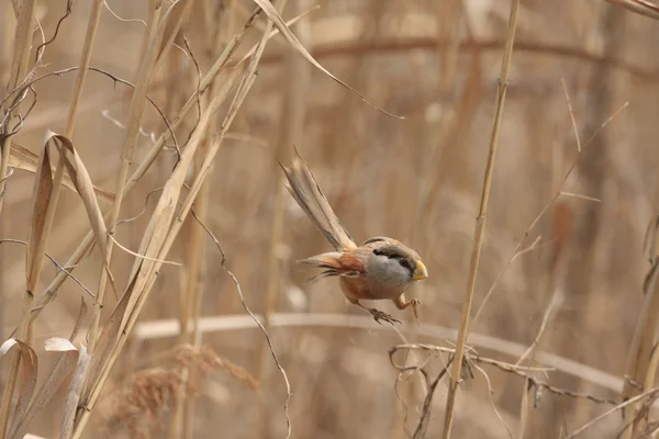Reed Parrotbill (Paradoxornis heudei) na China — Fotografia de Stock