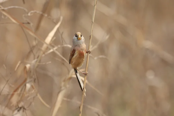Reed Parrotbill (Paradoxornis heudei) in Cina — Foto Stock