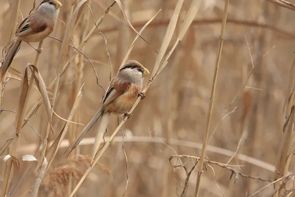 Reed Parrotbill (Paradoxornis heudei) en China — Foto de Stock