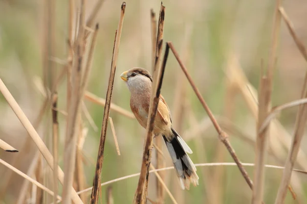 Reed Parrotbill (Paradoxornis heudei) v Číně — Stock fotografie
