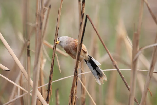 Reed Parrotbill (Paradoxornis heudei) в Китае — стоковое фото