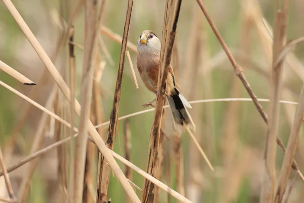 Reed Parrotbill (Paradoxornis heudei) in Cina — Foto Stock