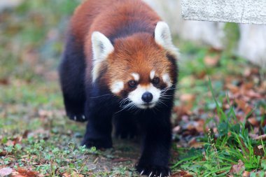 Kırmızı panda ayısı