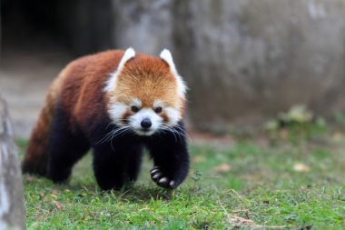Kırmızı panda ayısı