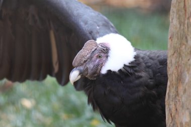 Male Andean condor clipart