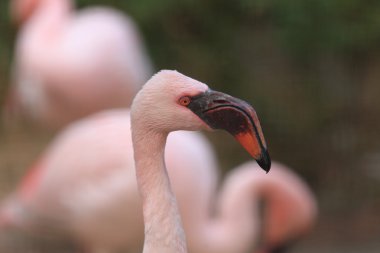 Şili Flamingo (Phoenicopterus chilensis)