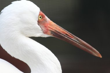 Sibirya vinç (grus leucogeranus)
