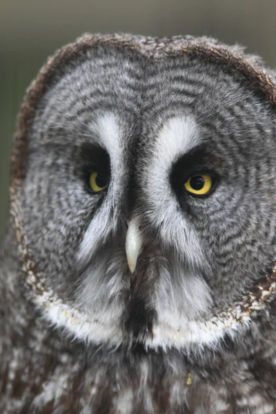 Stor grå uggla (Strix nebulosa)) — Stockfoto