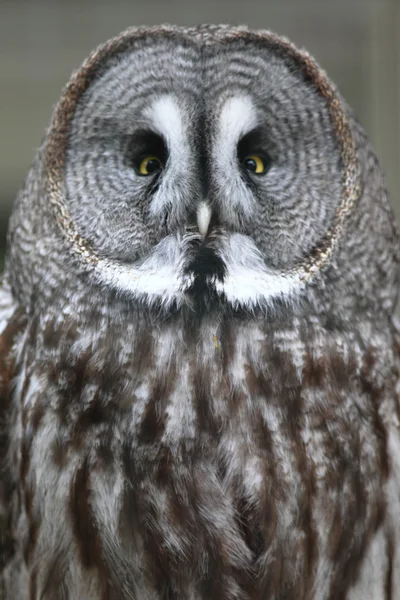 Great Grey Owl (Strix nebulosa) — Stock Photo, Image
