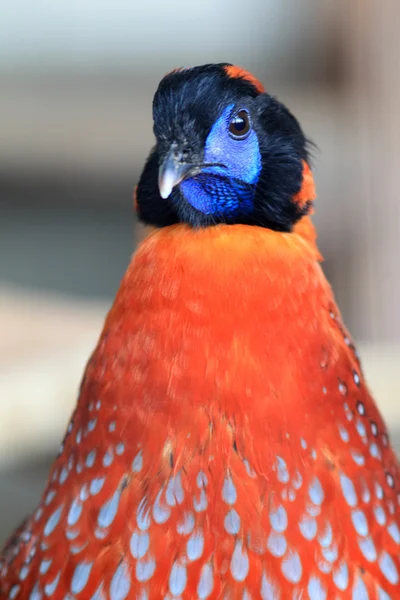 Трагопан Темминка (Tragopan temminckii ) — стоковое фото