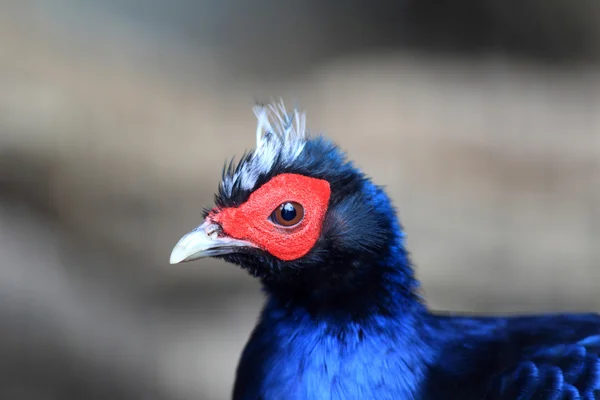 Edwards's Pheasant, Lophura edwards — Stock Photo, Image