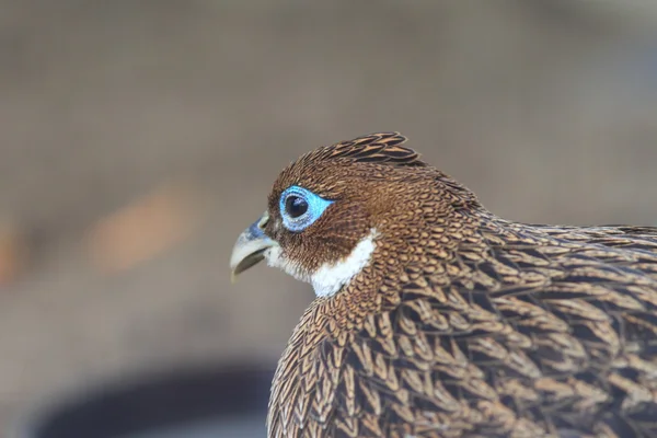 Himalayan Monal (Lophophorus impejanus) — Stok fotoğraf