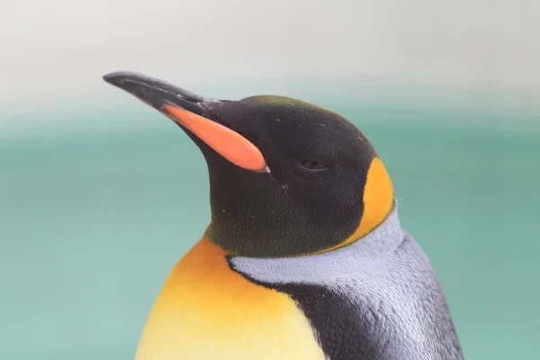 キング ペンギン (コウテイ ペンギン属 patagonicus) — ストック写真