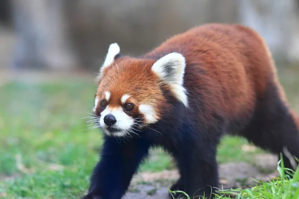 Beruang panda merah — Stok Foto