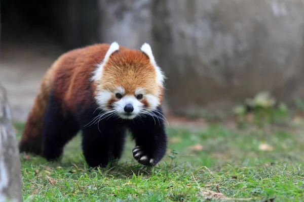 Urso panda vermelho — Fotografia de Stock