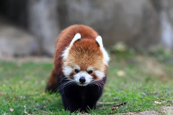 Beruang panda merah — Stok Foto