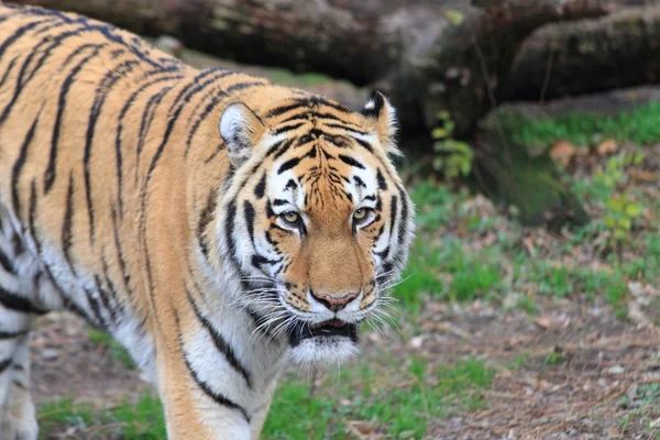 Panthera tigris altaica man — Stockfoto