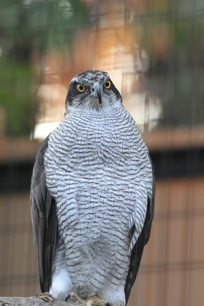 Autour des palombes (Accipiter gentilis) ) — Photo