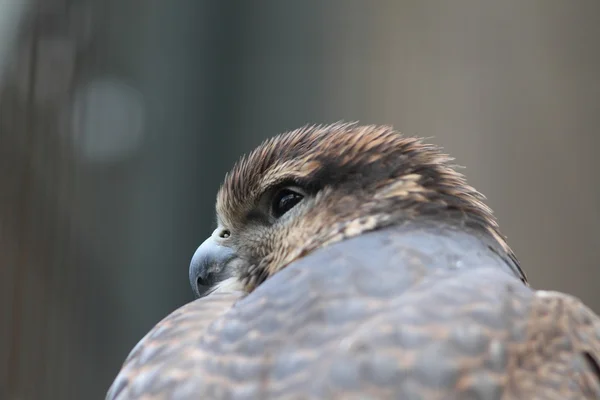 Saker falcon(Falco altaicus) — Stock Photo, Image