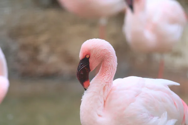 Fenicottero cileno (Phoenicopterus chilensis ) — Foto Stock