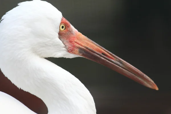 Guindaste siberiano (Grus leucogeranus ) — Fotografia de Stock