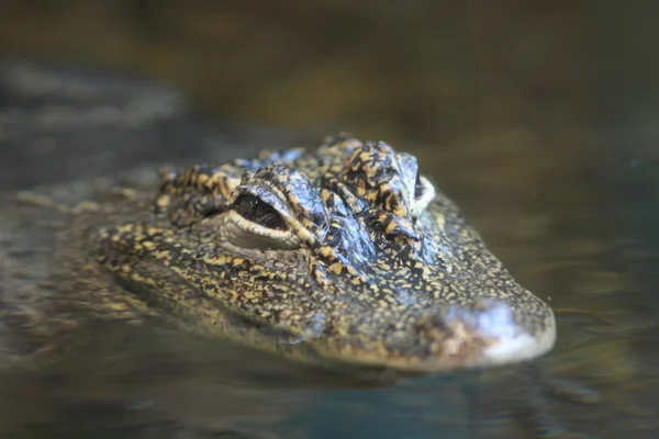Chinese Alligator (Alligator sinensis — Stock Photo, Image