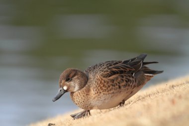 Baikal teal ( anas formosa) Female clipart