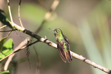 Sur şehrine ait metaltail (metallura tyrianthina), yanacocha resorve, ecuador