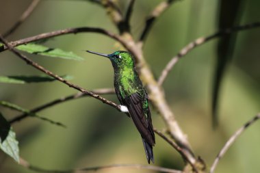 Puffleg (Eriocnemis luciani luciani safir Bacalı)