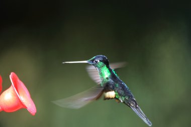 Starfrontlet (Coeligena lutetiae tutkunu kanatlı)