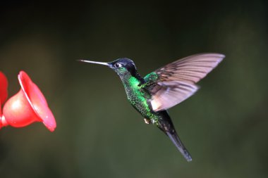 Starfrontlet (Coeligena lutetiae tutkunu kanatlı)