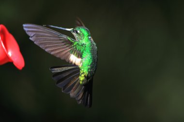 Sur şehrine ait metaltail (metallura tyrianthina), yanacocha resorve, ecuador