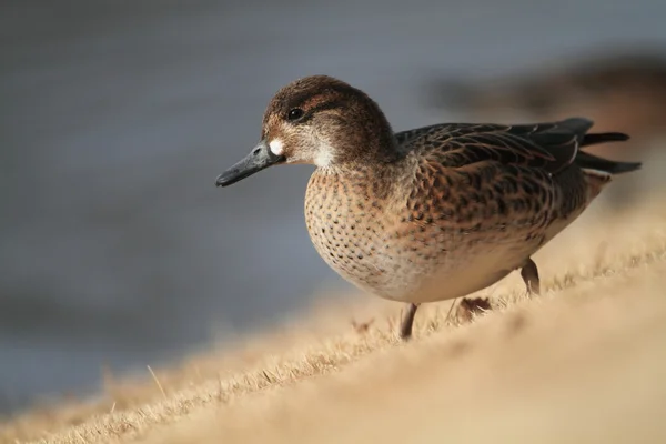 Baikal teal ( anas formosa) Female — Stock Photo, Image