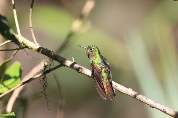 Tyrian Metaltail (Metallura tyrianthina) en Centro de Yanacocha, Ecuador — Foto de Stock