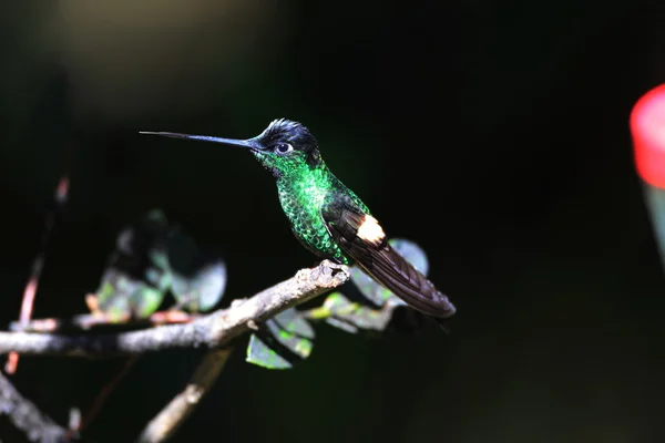 浅黄色翅 starfrontlet (coeligena lutetiae) 在厄瓜多尔该矿 resorve — 图库照片