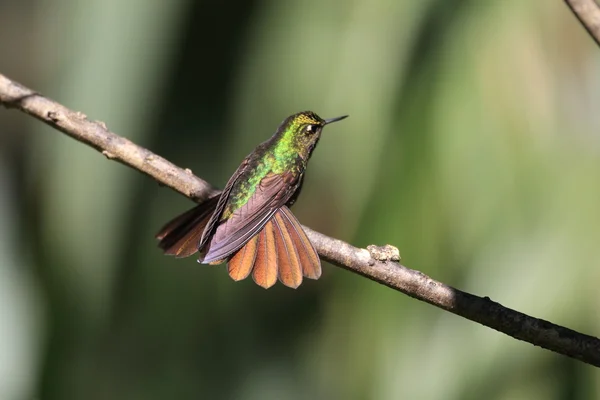 Tyrian Metaltail (Metallura tyrianthina) in Yanacocha resorve, Ecuador — стоковое фото