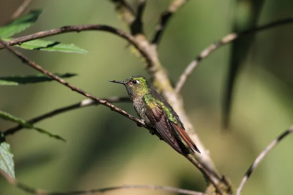 Sur şehrine ait metaltail (metallura tyrianthina), yanacocha resorve, ecuador — Stok fotoğraf