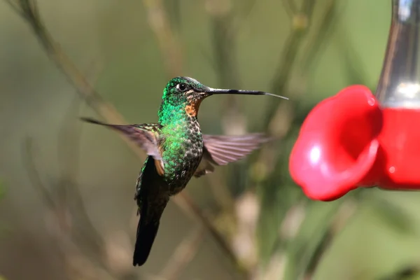 Tyrian Metaltail (Metallura tyrianthina) in Yanacocha resorve,Ecuador — Stock Photo, Image