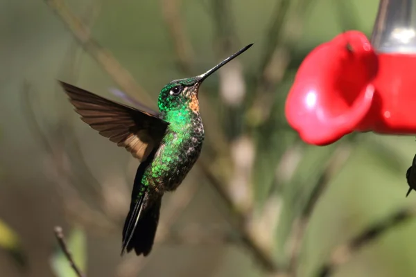 Tyrian metaltail (metallura tyrianthina) v yanacocha resorve, Ekvádor — Stock fotografie