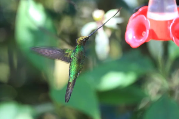 Sword-Billed Hummingbird (Ensifera ensifera) in Guango, Ecuador, South America — Stock Photo, Image