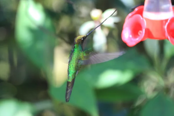 Hummingbird (Ensifera ensifera) em Guango, Equador, América do Sul — Fotografia de Stock