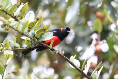 Kırmızı karınlı dağ Tanager (Anisognathus igniventris) Ekvator