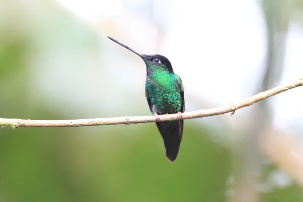 Starfrontlet (Coeligena lutetiae tutkunu kanatlı) — Stok fotoğraf