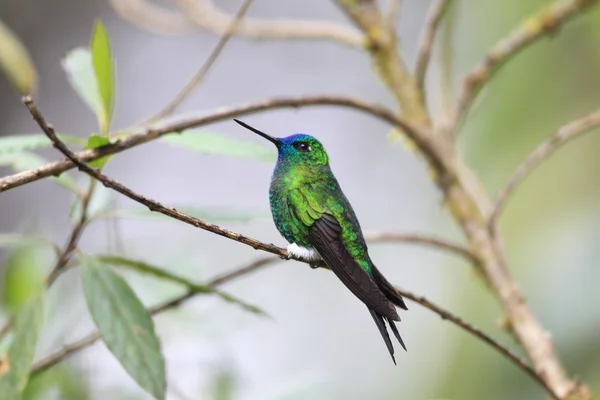 Sapphire-portad Puffleg (Eriocnemis luciani luciani) — Stockfoto