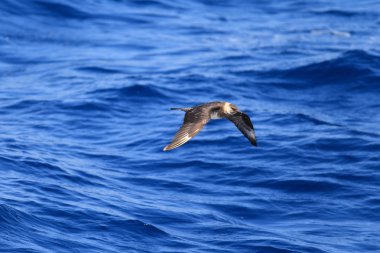 Küt kuyruklu Jaeger (Stercorarius pomarinus)