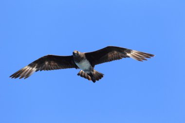 Küt kuyruklu Jaeger (Stercorarius pomarinus)