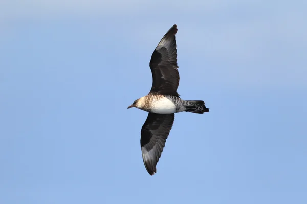 Stercorarius Jaeger (Stercorarius pomarinus) — Foto Stock