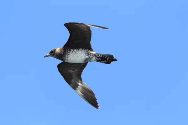 Middelste Jaeger (Stercorarius pomarinus) — Stockfoto